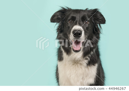 Border Collie dog portrait on a blue background 44946267