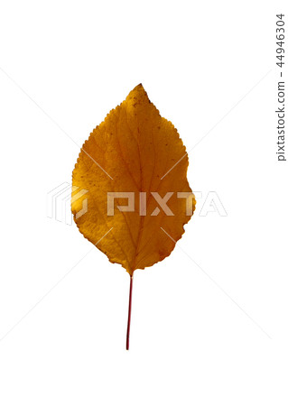 Autumn yellow apricot leaf isolated on white background Autumn yellow apricot leaf isolated on white background 44946304