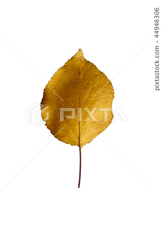 Autumn yellow apricot leaf isolated on white background Autumn yellow apricot leaf isolated on white background 44946306