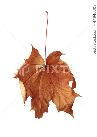 autumn maple leaf isolated on white background 44946308