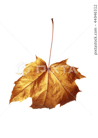 autumn maple leaf isolated on white background autumn maple leaf isolated on white background 44946312