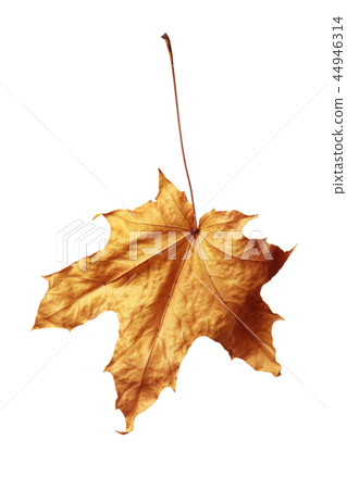 autumn maple leaf isolated on white background autumn maple leaf isolated on white background 44946314