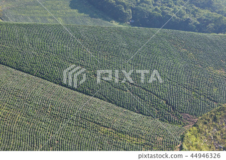 Chinese cabbage field 44946326