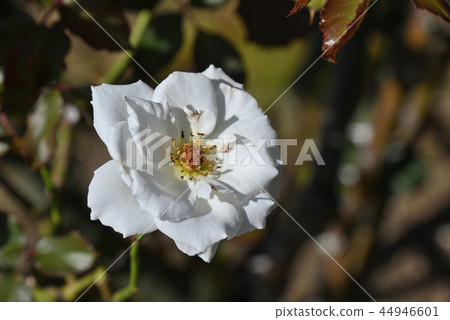 Rose (Margaret Merrill) Rose (Margaret Merrill) 44946601