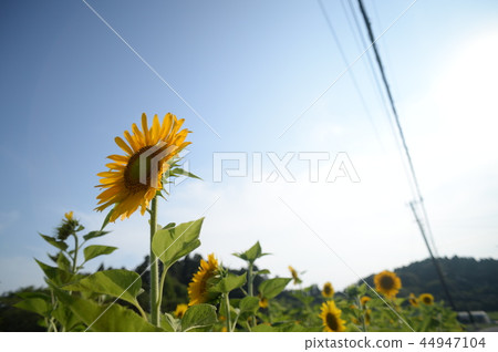 sunflower	 44947104