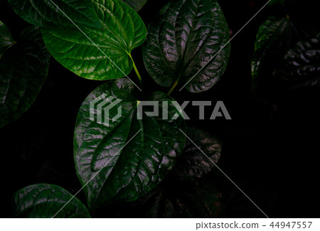 Top view of Wildbetal Leafbush. Green leaves  44947557