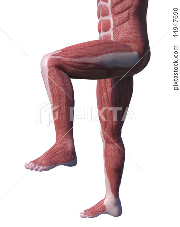 People Muscle Human CG Knee Feet 44947690
