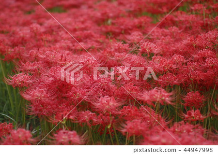Cluster amaryllis of Aizumame River 44947998