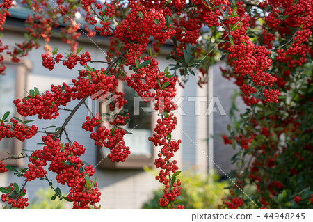 Birakantha autumn garden trees Birakantha autumn garden trees 44948245
