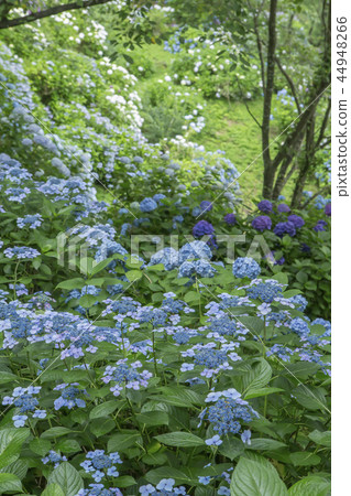 hydrangea   44948266