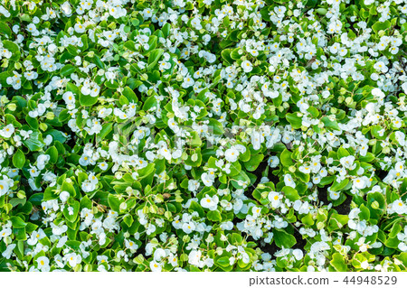 Texture of small white flowers with green leaves 44948529