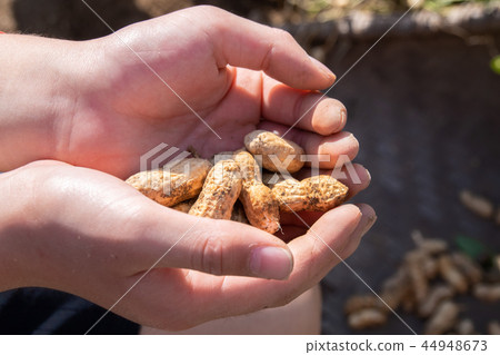 Freshly dug up peanuts on hand Freshly dug up peanuts on hand 44948673