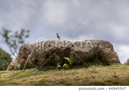 The brown bird is on a rock. The brown bird is on a rock. 44949347