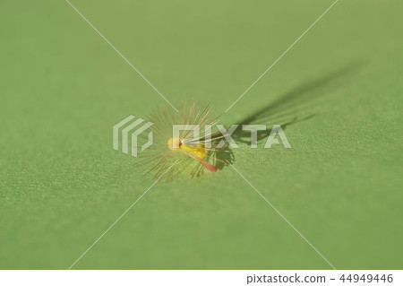 Gerbera fluff 44949446