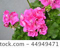 天竺葵 44949471