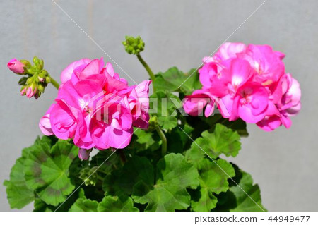 Geranium 44949477