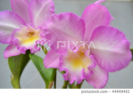 Cattleya Cattleya 44949481