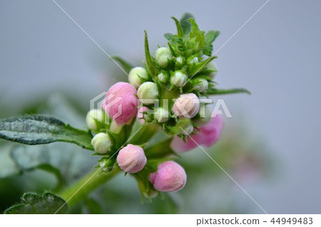 Lamium coffin Lamium coffin 44949483