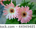 迷你非洲菊 44949485