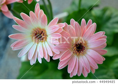 迷你非洲菊 44949485