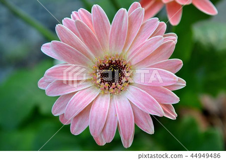 迷你非洲菊 迷你非洲菊 44949486