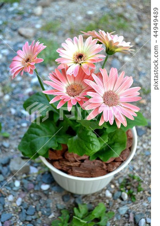 迷你非洲菊 44949489