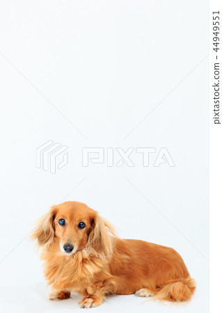  Miniature Dachshund 44949551