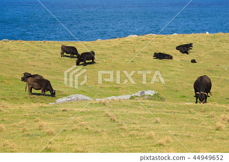 Saga Suginohara Range 44949652