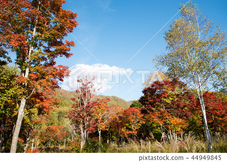 秋葉在森林2018年秋天 秋葉在森林2018年秋天 44949845