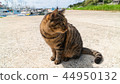 A cat in Aijima 44950132