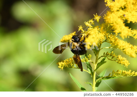 Carpenter bee Carpenter bee 44950286