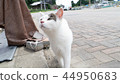 A cat in the island 2 44950683