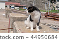 A cat in the island 3 44950684