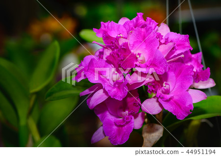 Bouquet of hybrid pink Cattleya orchid Bouquet of hybrid pink Cattleya orchid 44951194