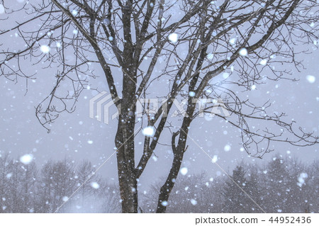 雪域景觀，卵石雪和樹木 44952436