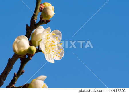 在藍天的白色李子開花 在藍天的白色李子開花 44952801
