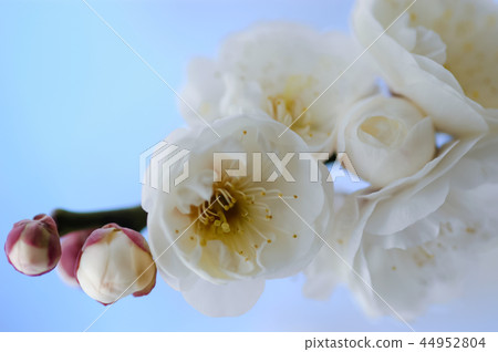 白梅花綻放 白梅花綻放 44952804