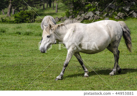 Jeju Island 44953881