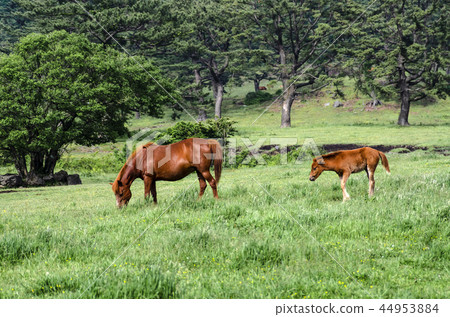 Jeju Island 44953884