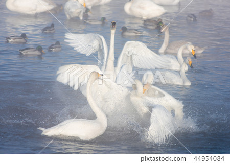 Beautiful white whooping swans Beautiful white whooping swans 44954084