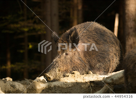 Euroasian wild pig - Sus scrofa - in mud bath Euroasian wild pig - Sus scrofa - in mud bath 44954316