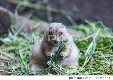 Black-tailed prairie dog 44954661