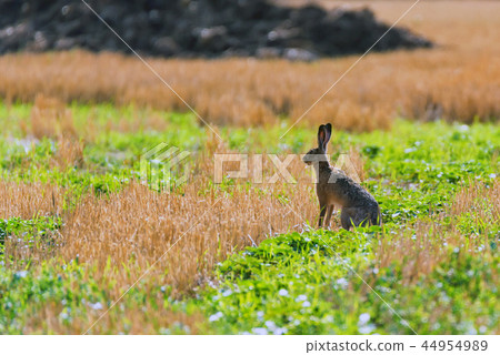 European hare or Lepus europaeus sits in a meadow 44954989