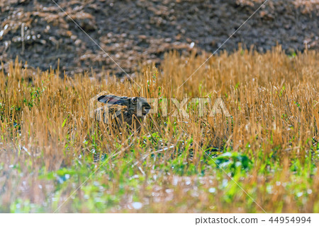 European hare or Lepus europaeus sits in a meadow 44954994