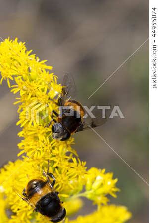 Ohanaab Ohanaab 44955024