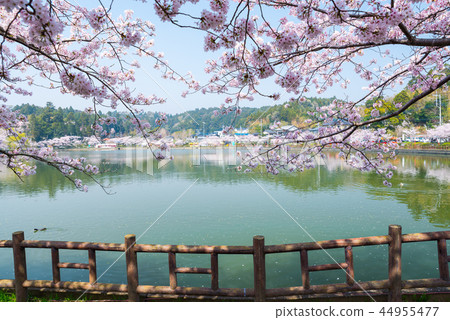 八鶴湖盛開(千葉縣東金市)* 2018年春季 八鶴湖盛開(千葉縣東金市)* 2018年春季 44955477