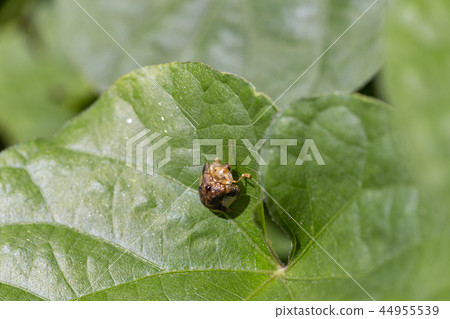 Yotsu Monkey Beetle Yotsu Monkey Beetle 44955539