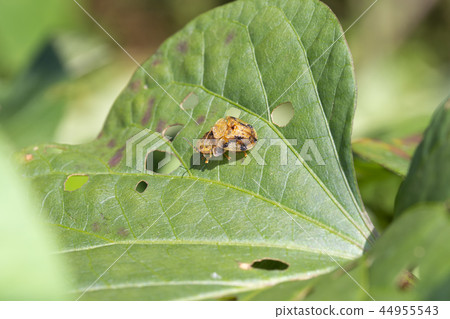 Yotsu Monkey Beetle Yotsu Monkey Beetle 44955543