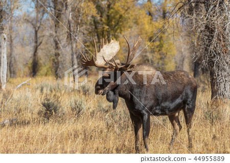 Bull Moose in the Fall Rut 44955889