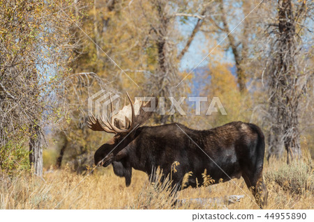 Bull Moose in the Fall Rut Bull Moose in the Fall Rut 44955890
